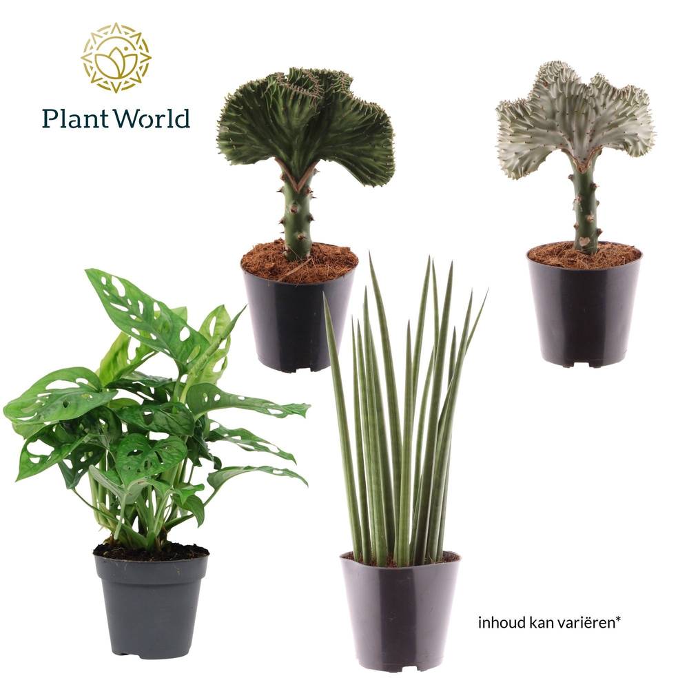 Botanical mix T12 H25