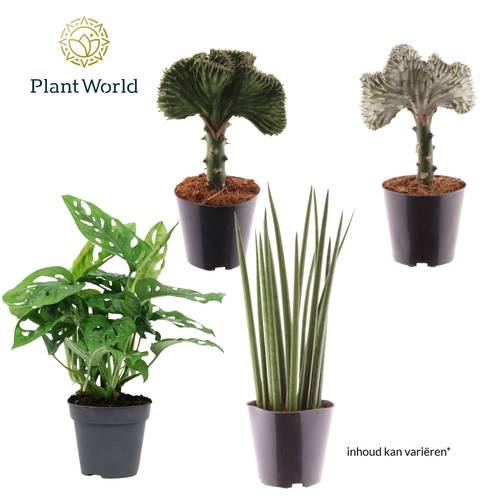 Botanical mix T12 H25