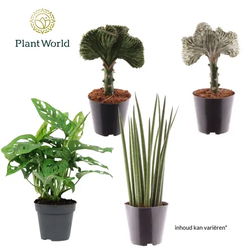 Botanical mix T12 H25