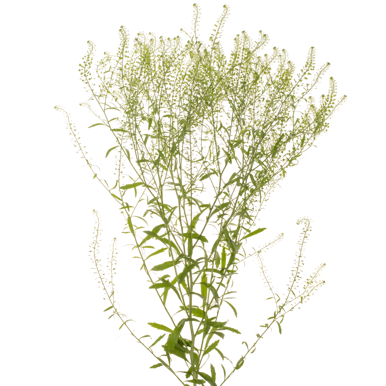 Thlaspi grün Magic Button 75 cm
