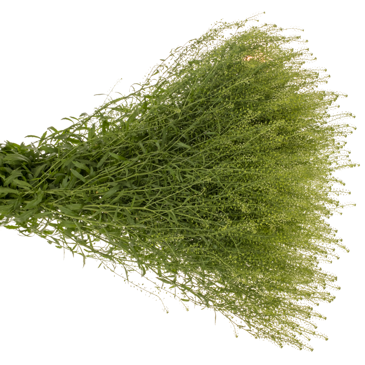 Thlaspi grün Magic Button 75 cm