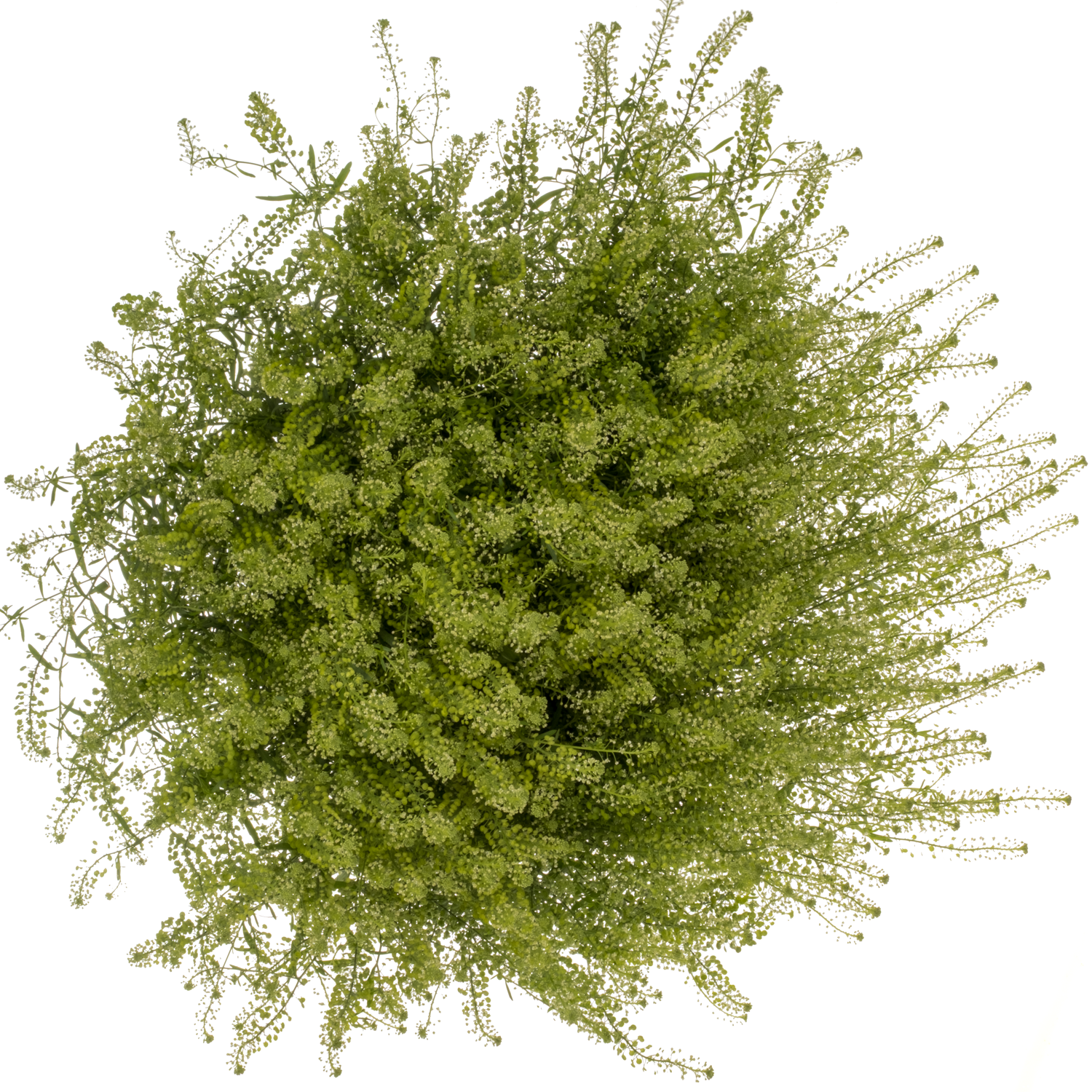 Thlaspi grün Magic Button 75 cm