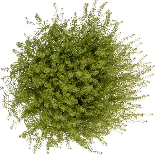 Thlaspi grün Magic Button 75 cm