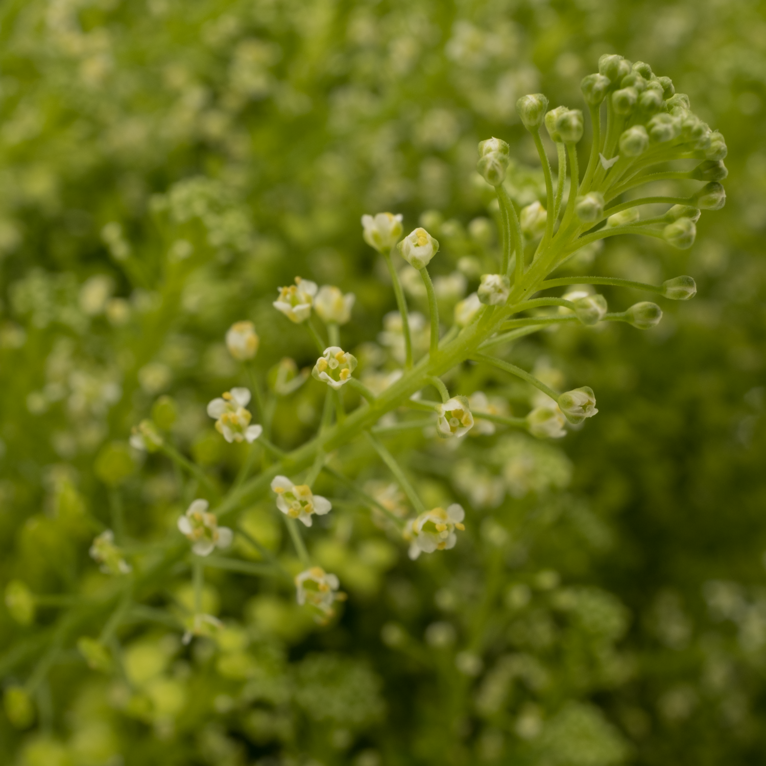 Thlaspi grün Magic Button 75 cm