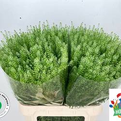 Thlaspi grün Magic Button 80 cm