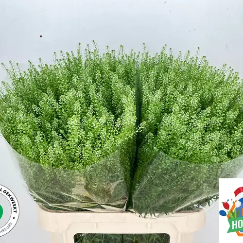 Thlaspi grün Magic Button 80 cm