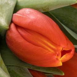Tulpe orange Striker 52 Gramm