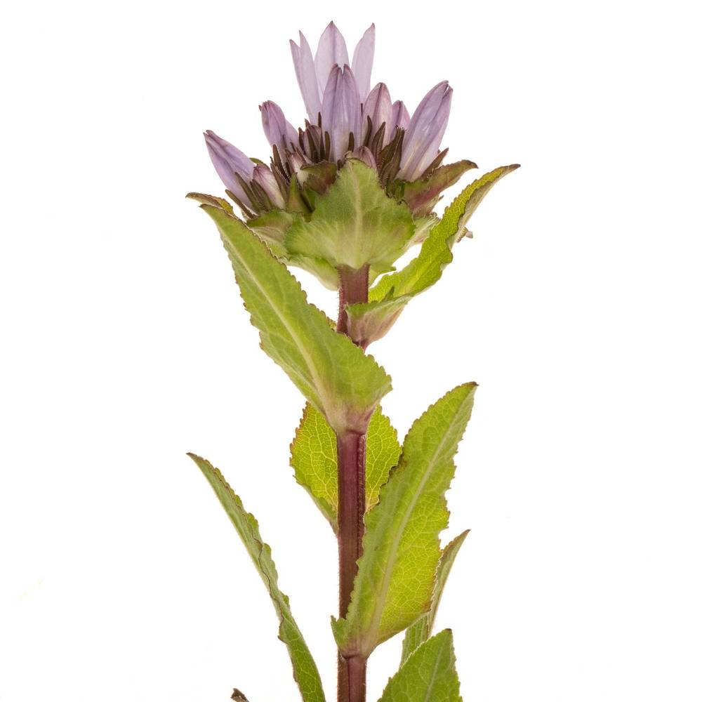 Campanula lila-dunkel lila Emerald 50cm