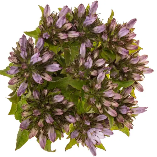 Campanula lila-dunkel lila Emerald 50cm