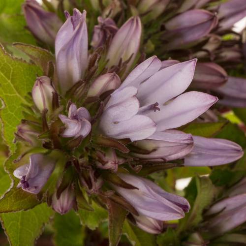 Campanula lila-dunkel lila Emerald 50cm