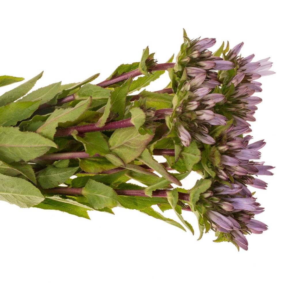 Campanula lila-dunkel lila Emerald 50cm