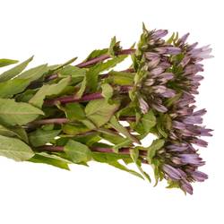 Campanula lila-dunkel lila Emerald 50cm