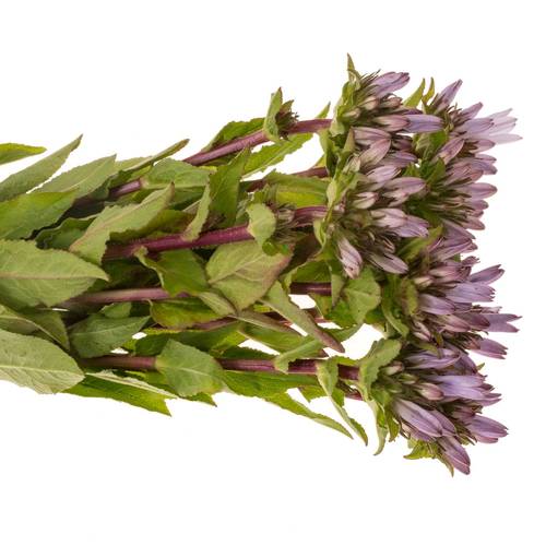 Campanula lila-dunkel lila Emerald 50cm