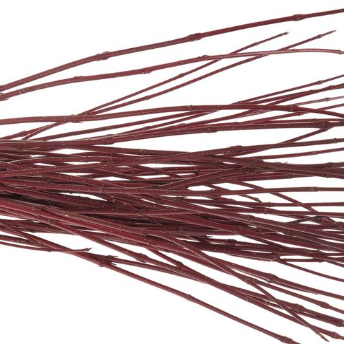 Cornus rot      80cm