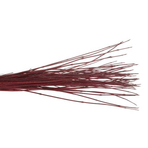 Cornus rot      80cm