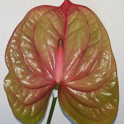 Anthurium grün/rosa Licosa 9cm
