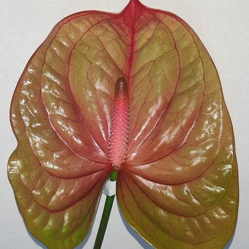 Anthurium grün/rosa Licosa 9cm