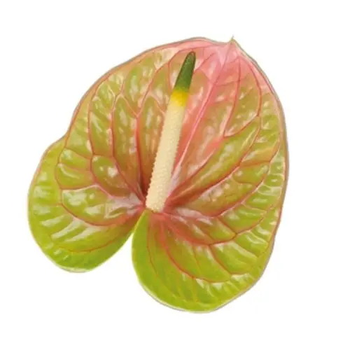 Anthurium grün/rosa Licosa 9cm
