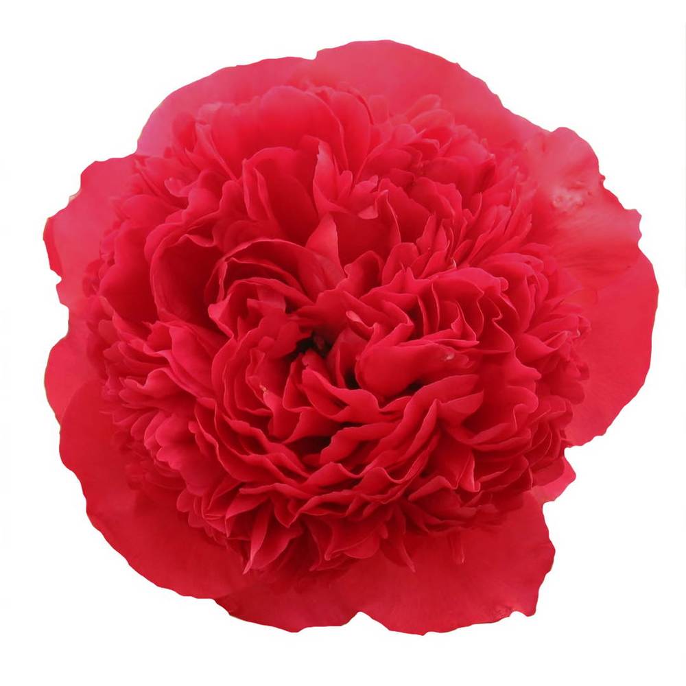 Pfingstrose fuchsia gefüllt Performanc 45cm