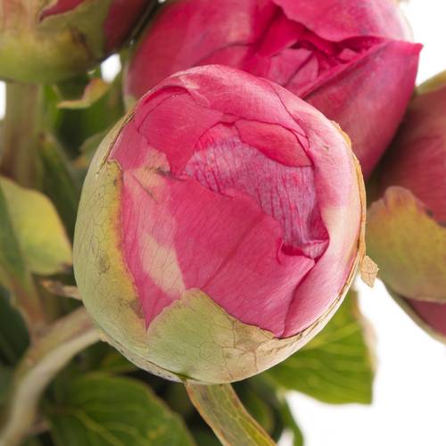 Pfingstrose fuchsia gefüllt Performanc 45cm