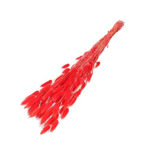 Trocken Lagurus rot/rosa L60cm
