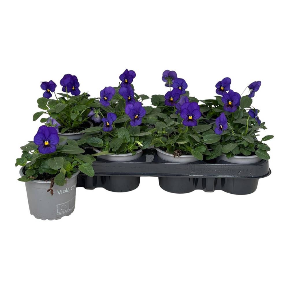 Hornveilchen blau T09 H015