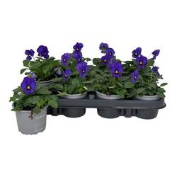 Hornveilchen blau T09 H015