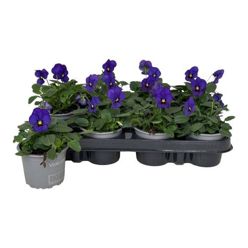 Hornveilchen blau T09 H015