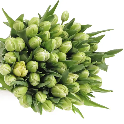 Tulpe creme doppel Avant Garde 28 Gramm