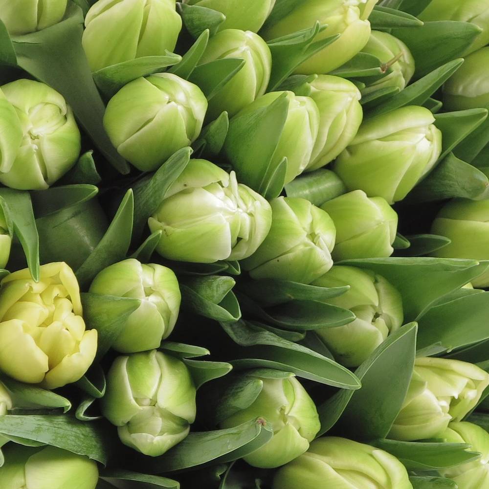Tulpe creme doppel Avant Garde 28 Gramm
