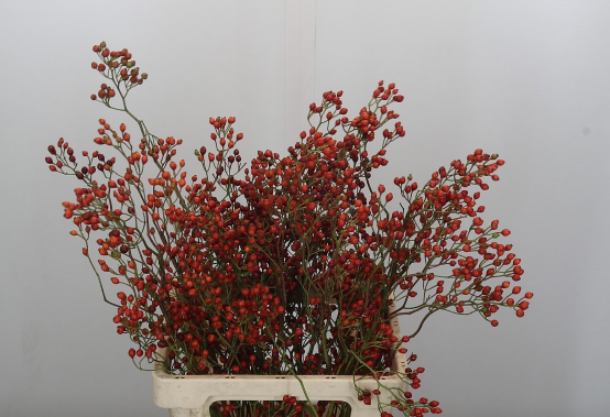 Hagebutte rot Fruits tops 60cm