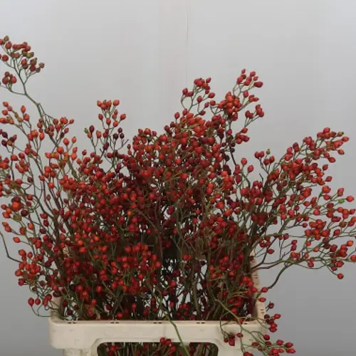 Hagebutte rot Fruits tops 60cm