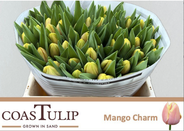 Tulpe apricot/creme Mango charm  Coas Tulip 36 Gramm