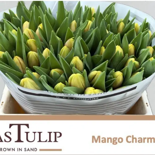 Tulpe apricot/creme Mango charm  Coas Tulip 36 Gramm