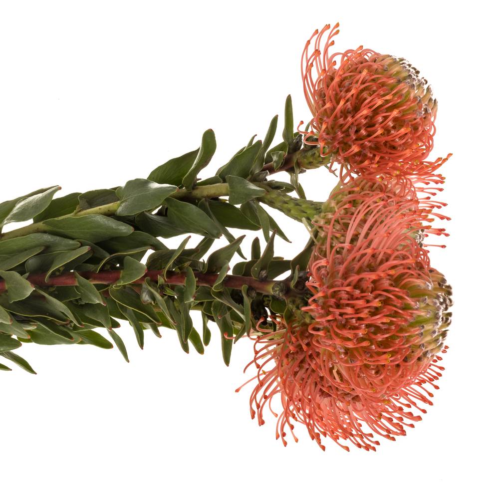 Nutans rosa Guava 40cm