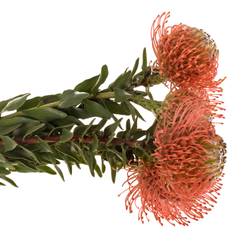 Nutans rosa Guava 40cm