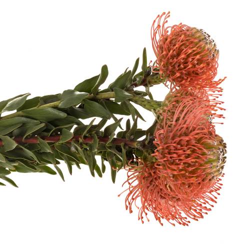 Nutans rosa Guava 40cm