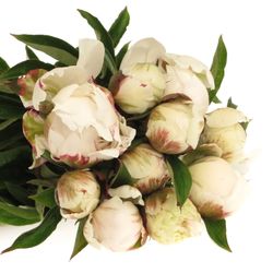 Pfingstrose weiss Saraha 60cm