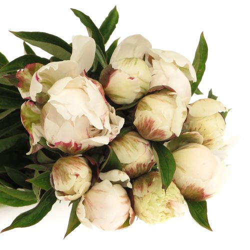 Pfingstrose weiss Saraha 60cm