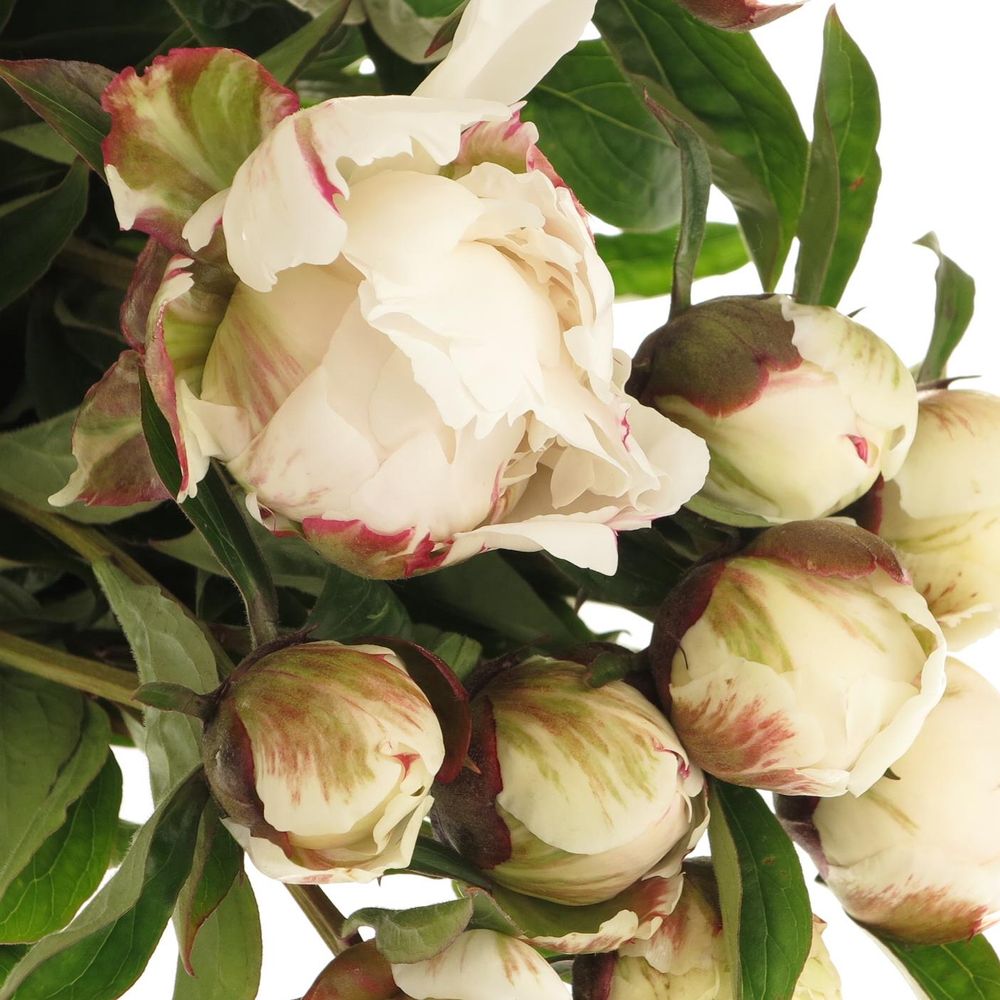 Pfingstrose weiss Saraha 60cm