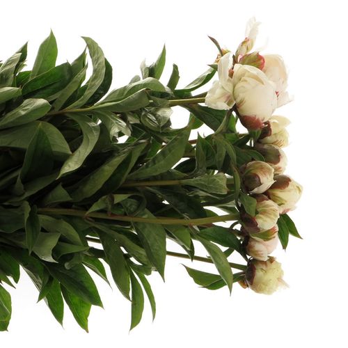 Pfingstrose weiss Saraha 60cm