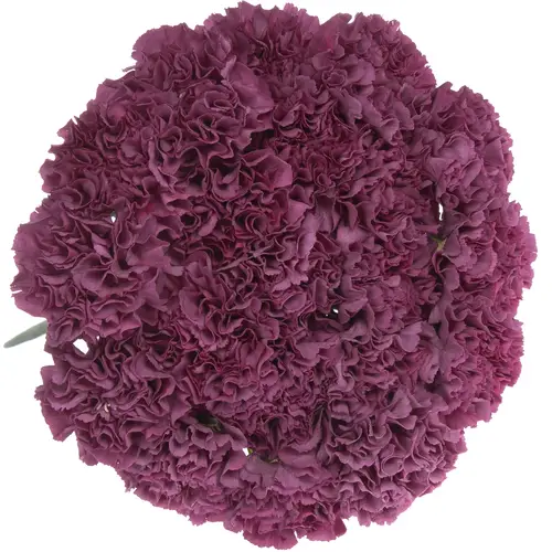 Nelke lila Cobalt Thrill 70cm