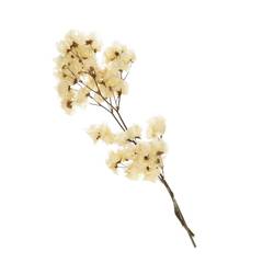Trocken Bougain. gebleicht L45-55cm