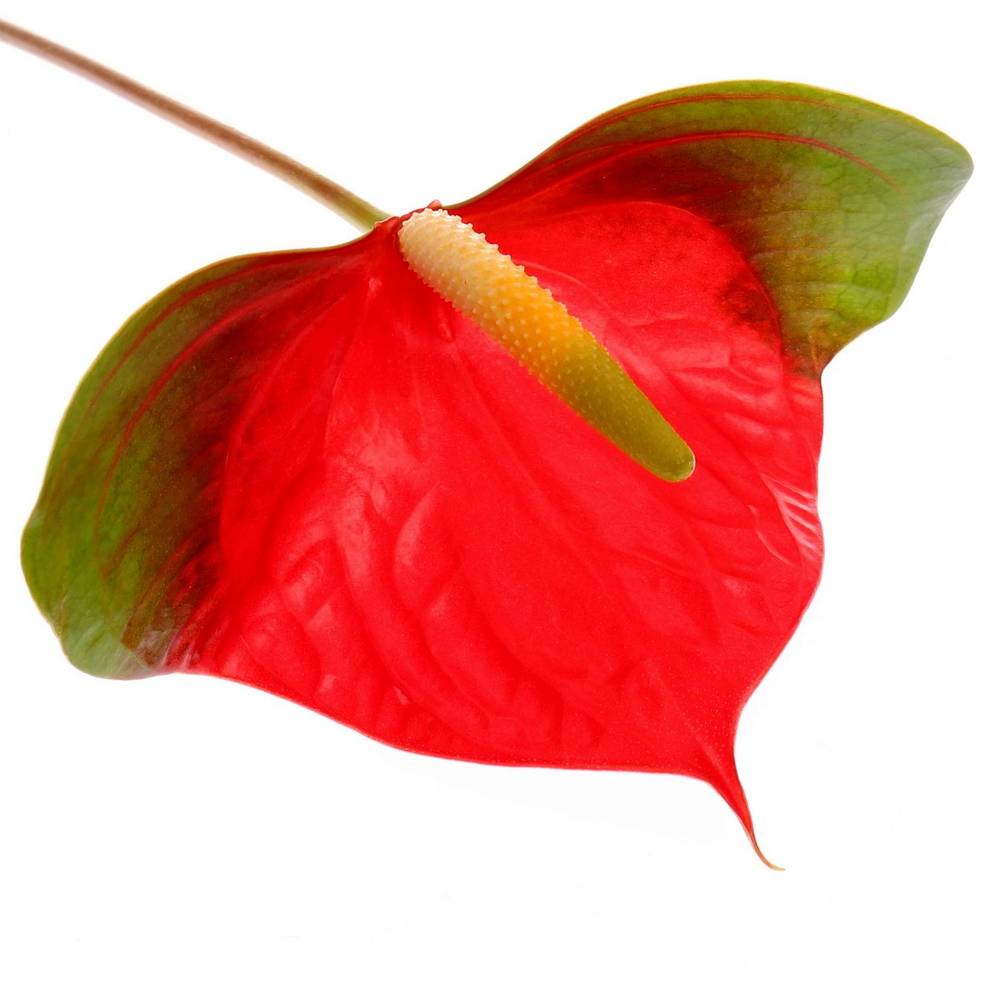 Anthurium rot/grün Narita Blüte 11cm