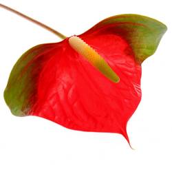 Anthurium rot/grün Narita Blüte 11cm