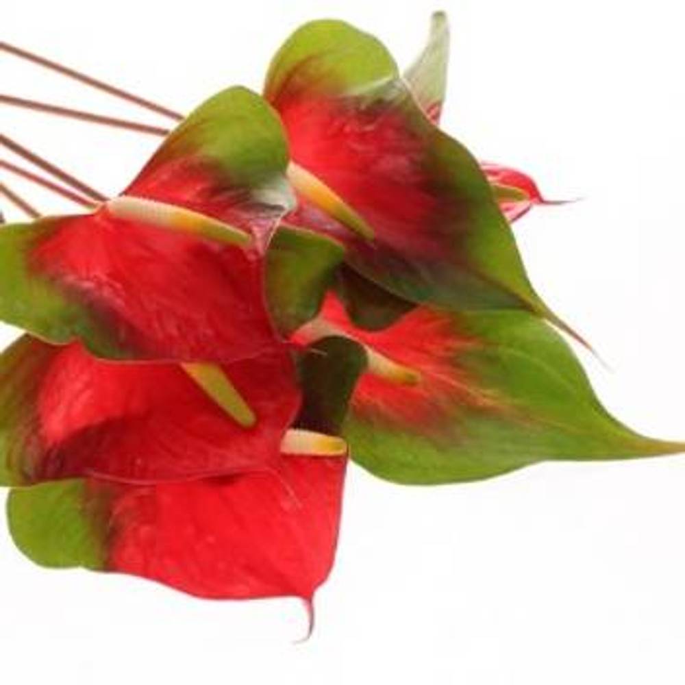 Anthurium rot/grün Narita Blüte 11cm