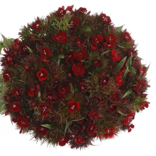 Bartnelke rot dunkel Barbarella 45cm