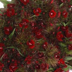 Bartnelke rot dunkel Barbarella 45cm