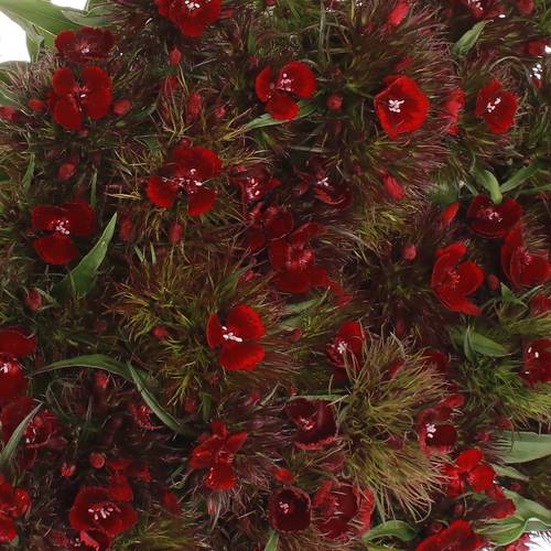 Bartnelke rot dunkel Barbarella 45cm