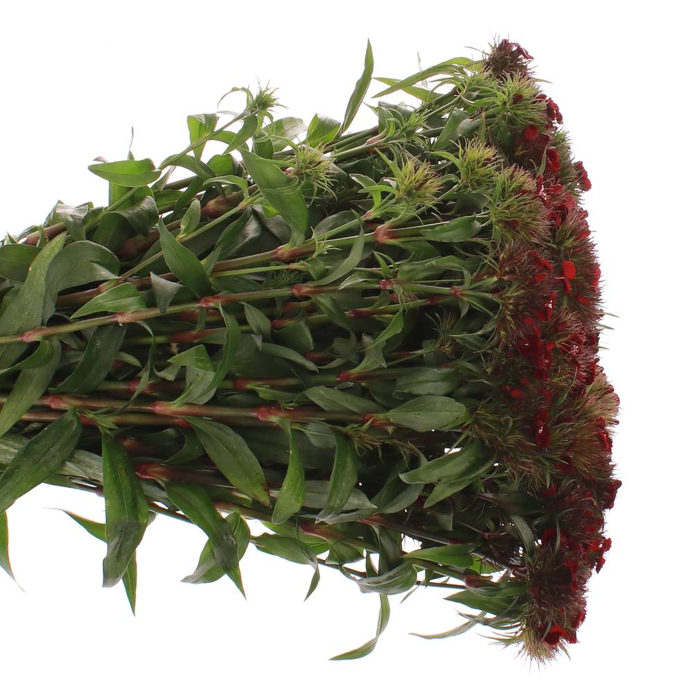 Bartnelke rot dunkel Barbarella 45cm